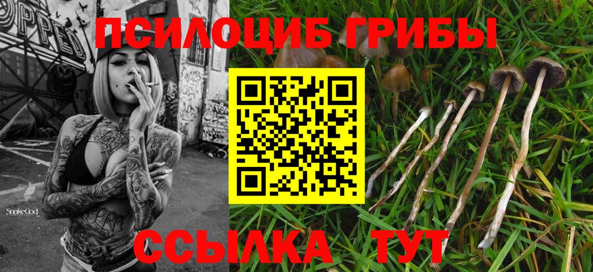 Псилоцибиновые грибы GOLDEN TEACHER  Вход с VPN  Кызыл  как найти   Галлюциногенные грибы прущие грибы 